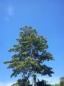 Calycophyllum candidissimum Nicaragua