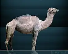 Western camel restoration