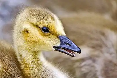 Canada goose gosling