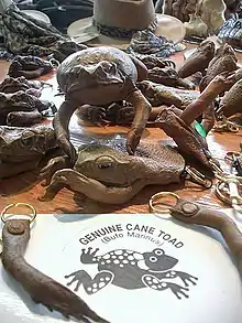 A selection of cane toad merchandise, including key rings made from their legs, a coin purse made from the head, front limbs and body of a toad, and a stuffed cane toad