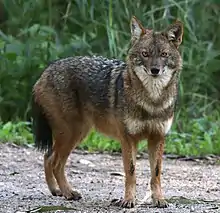 Gray and brown canine next to grass