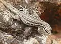 Cape dwarf gecko