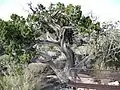 A western juniper tree grows out of the Carrizozo Malpaís.