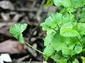 Centella asiatica, India