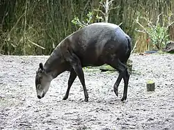 Black bovid