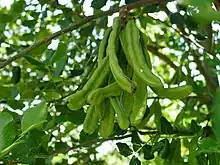 Green carob fruit pods on tree, 15 cm (6 in) long