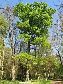 Quercus sessilifolia in cultivation in France