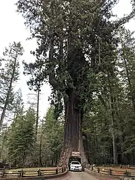 Chandelier Tree 2019