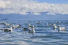 Mongolian herring gulls on Lake Baikal