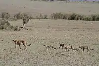 A mother cheetah using her tail to signal her cubs to follow her