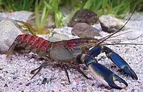 The crustacean Cherax warsamsonicus