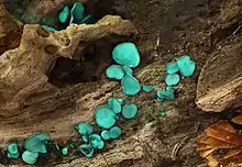 Green Elfcup or Green Wood Cup Chlorociboria aeruginascens, family: Chlorociboriaceae (photo: Holger Krisp)