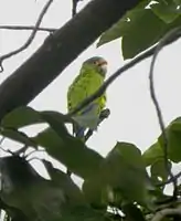 Chocoyo in El Crucero, Nicaragua