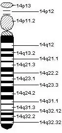 A chromosome 14 drawing.