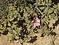 Cistus parviflorus from Crete