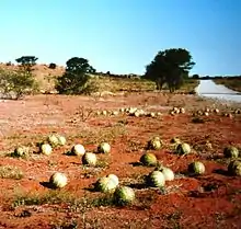 Wild tsamma melons