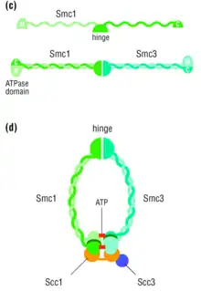 Yeast cohesin complex