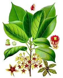 Cola acuminata in flower : coloured plate from Köhler's Medizinal-Pflanzen