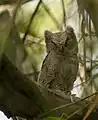 Young collared scops owl (Otus lettia) in Nepal