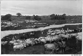 The Amrit Mahal farm in Hunsur c. 1889