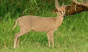 Brown bovid