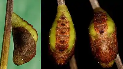 Chrysalis