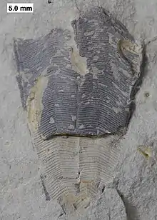 The conlariid Conularia milwaukeensis from the Milwaukee Formation.