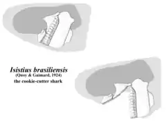 Jaw diagram