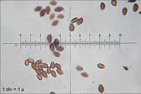 Microscopic view of brownish mushrooms spores with the gradations of a ruler in the middle of the image.