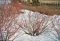 shrub, winter