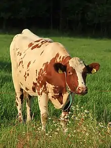 two red-and-white pied cows