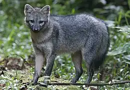 Gray canine in jungle