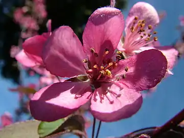 Close-up of flower