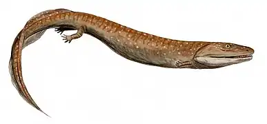 Crassygyrinus was a carnivorous stem-tetrapod from the early Carboniferous of Scotland.