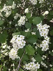 Crataegus chrysocarpa var. chrysocarpa, wild vouchered tree from Montreal, Canada.