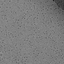 CryoEM image of GroEL suspended in amorphous ice at 50000× magnification