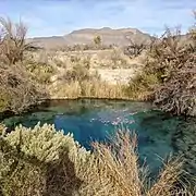 Crystal Spring in Ash Meadow