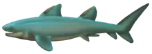 Cartilaginous fish