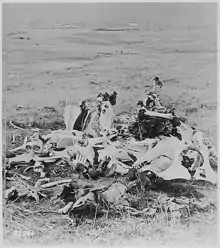 A pile of bones, including those of cavalry horses, on the battlefield of the Battle of the Little Bighorn, in 1876.