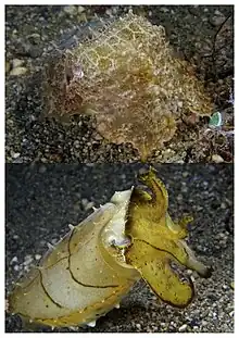 Photograph of a camouflaged cuttlefish