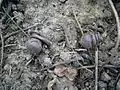 Two nearly ripe seed pods