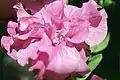 Double-flowered petunia