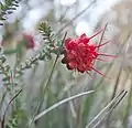 Darwinia oldfieldii