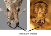 Dorsal views of the head of Compsus auricephalus (Eustylini) and Apodrosus quisqueyanus (Polydrusini) showing their deciduous processes. In Compsus auricephalus the deciduous processes are large and sickle-shaped, whereas in Apodrosus quisqueyanus these are very small.