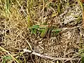 Western capercaillie, Decticus verrucivorus