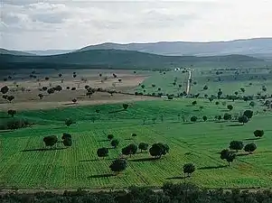 A dehesa, traditional pastoral management in the Montes de Toledo