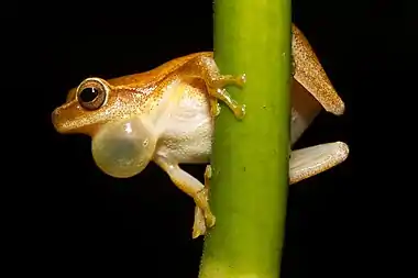 Male Dendropsophus microcephalus calling