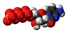 Space-filling model of the deoxycytidine triphosphate molecule as an anion (4- charge)