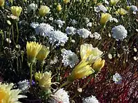 Desert dandelions and desert pincushions, Joshua Tree National Park, March 30, 2005