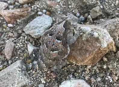 Desert horned lizard (P. platyrhinos), San Bernardino County, California, USA (9 July 2019)